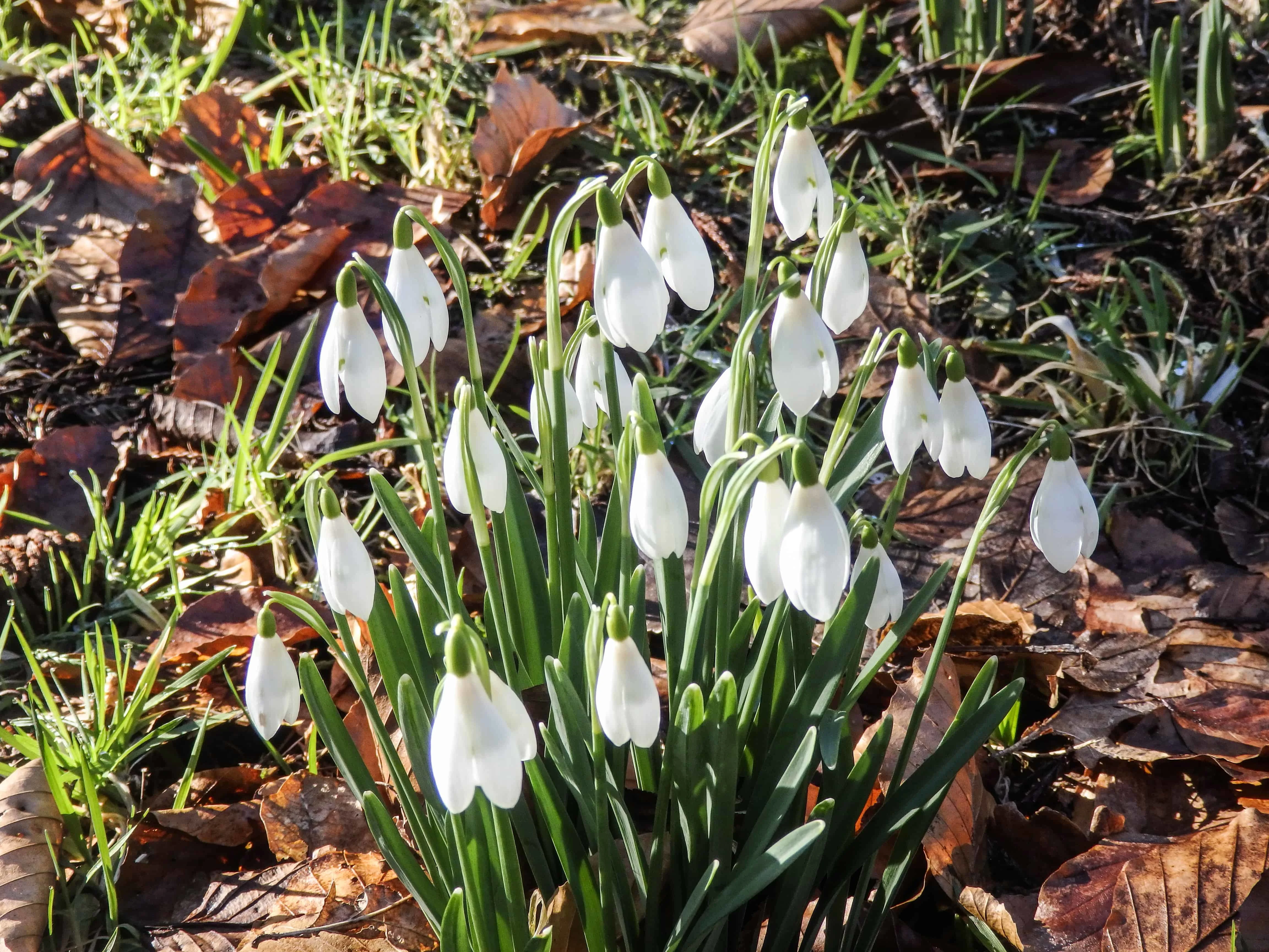 Dawyck Botanic Garden