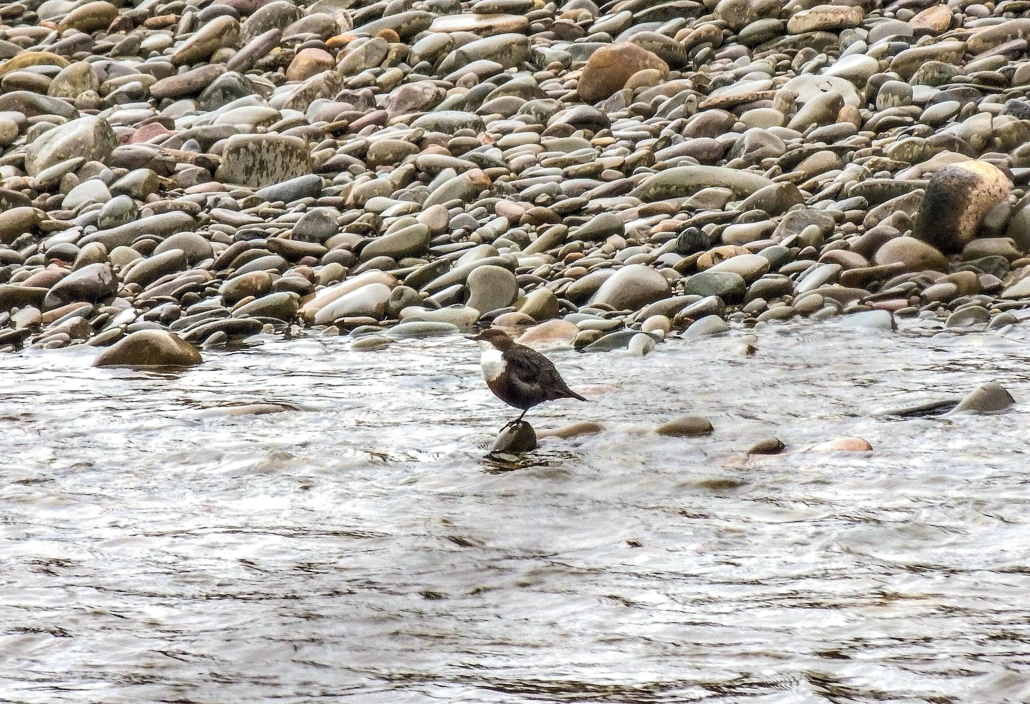 Dipper River Tweed