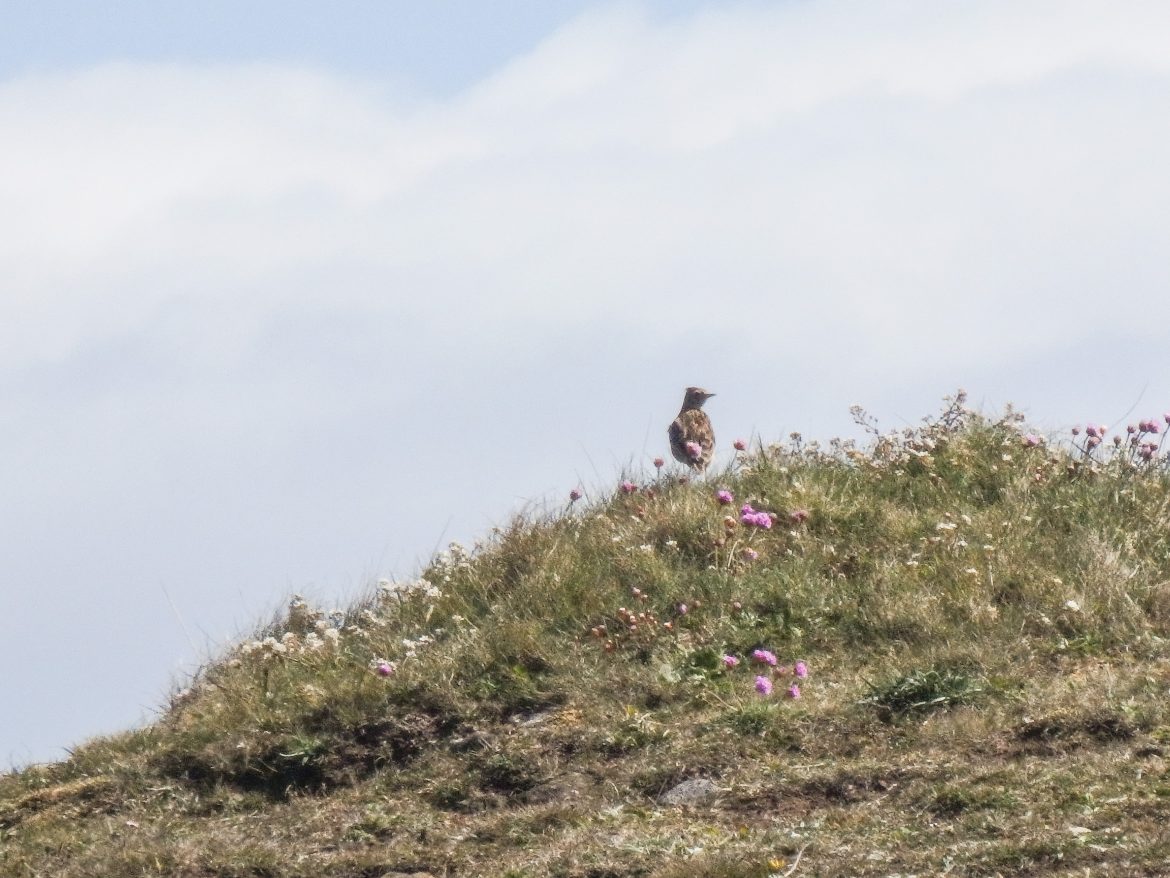 Skylark, Aberlady