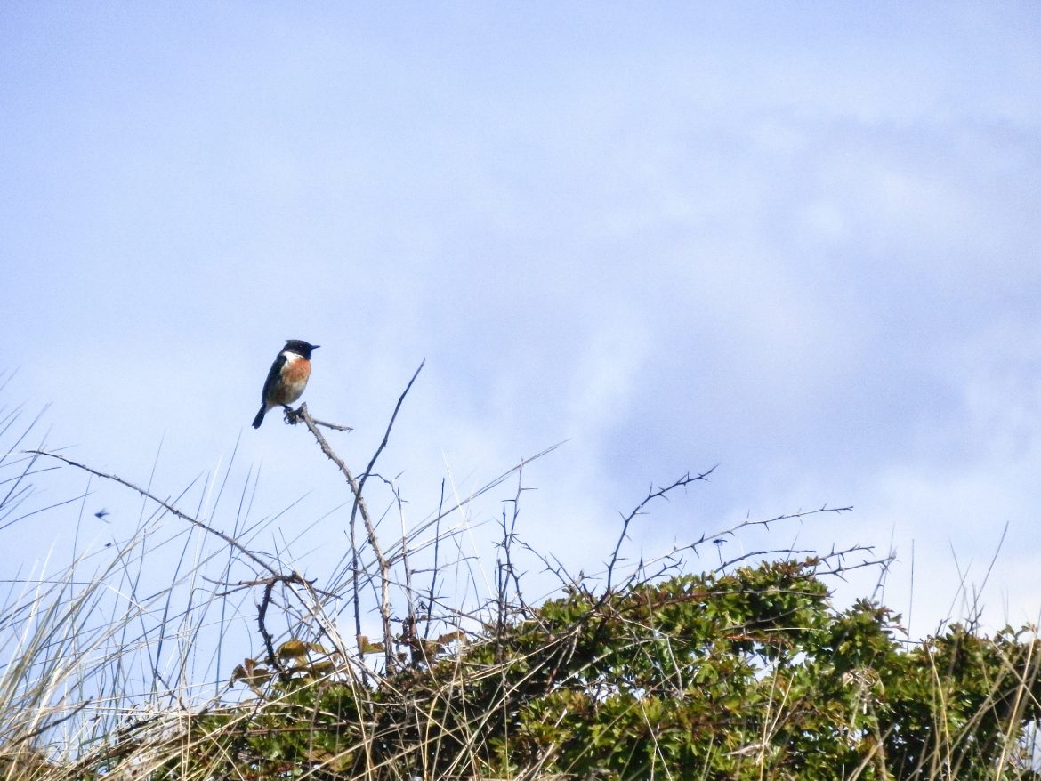 Stonechat, Aberlady