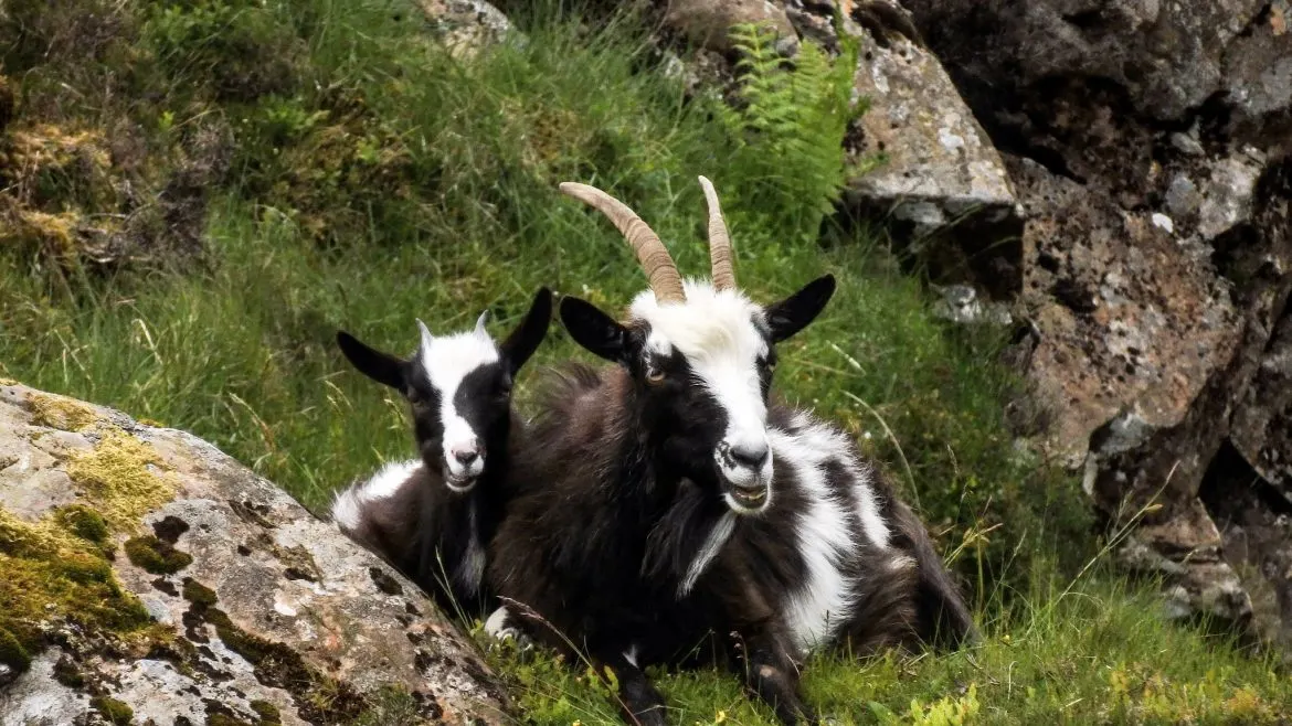 Wild Mountain Goats Scotland