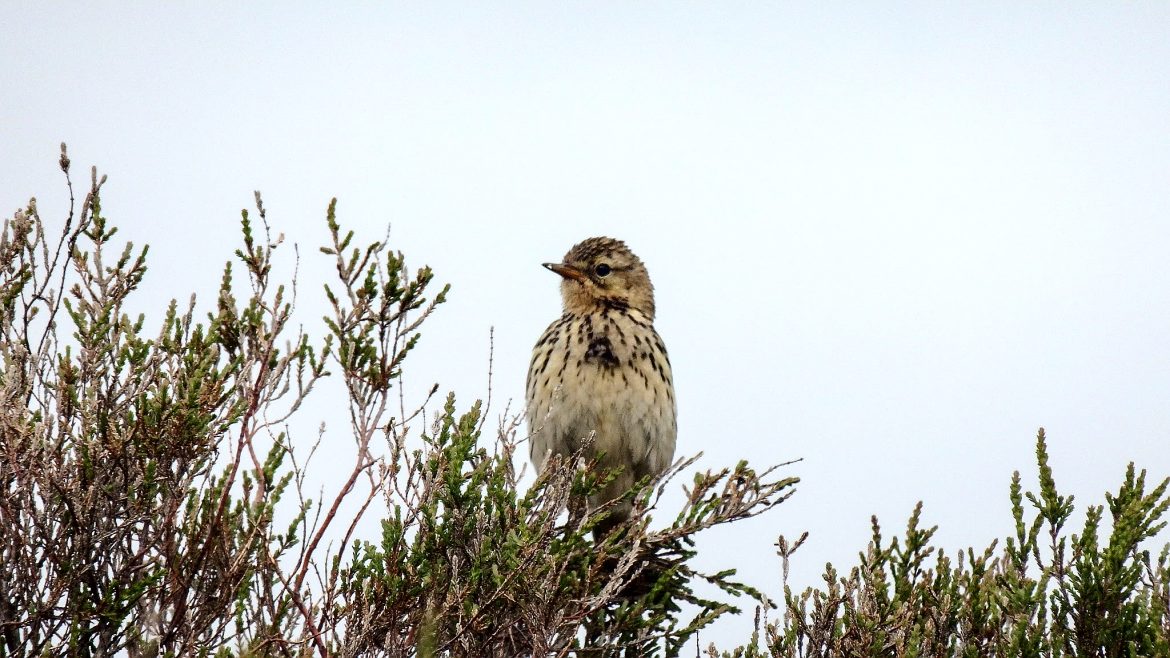 Skylark Bird Photo 2