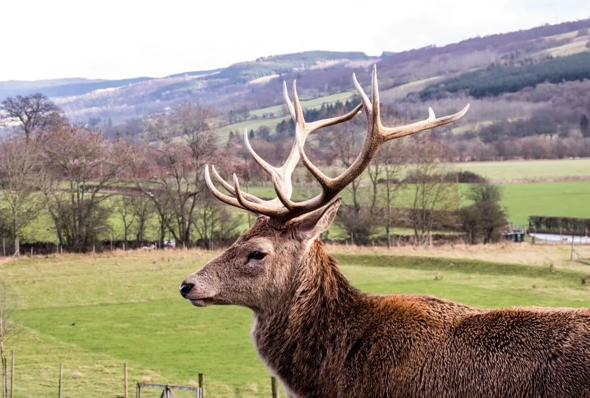 Highland-Safaris-Red-deer-2