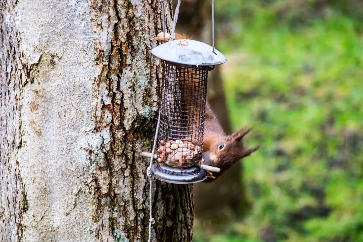 Red-Squirrel-Scotland
