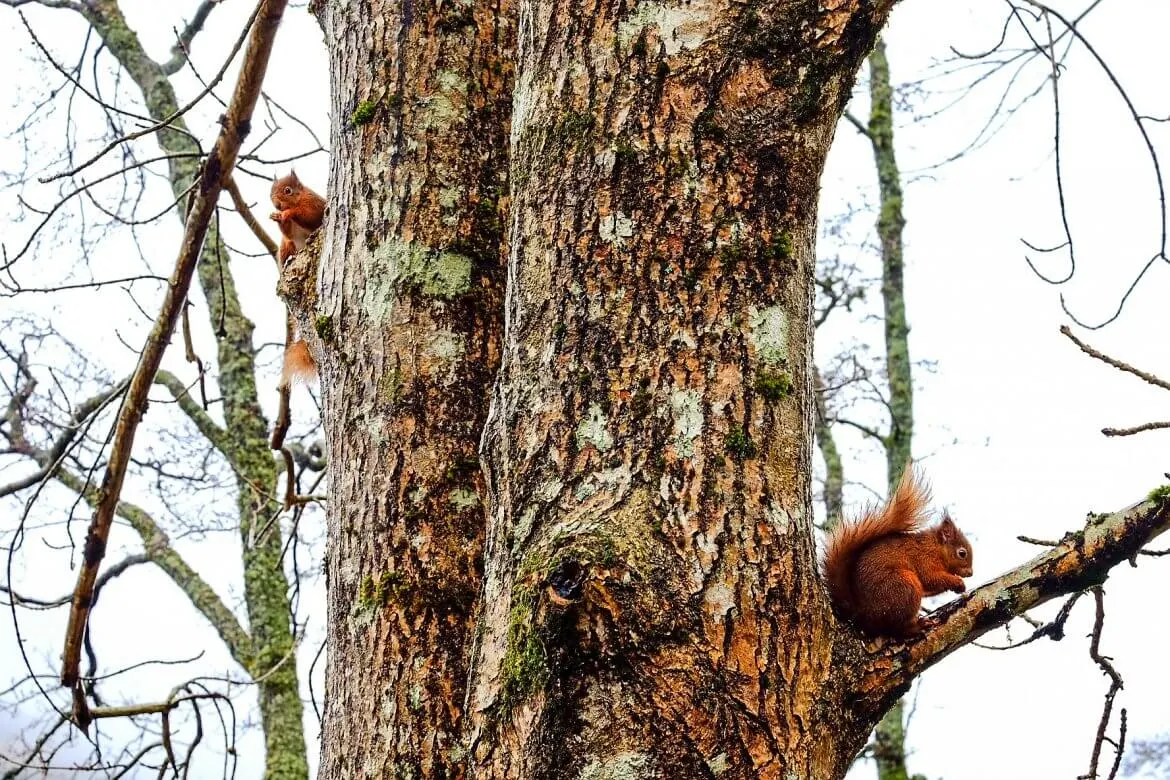 Red Squirrel Scotland 2