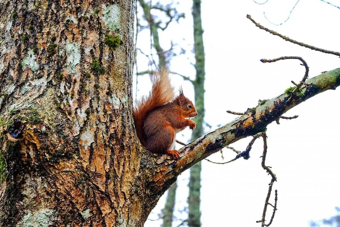 Red Squirrel Scotland 3