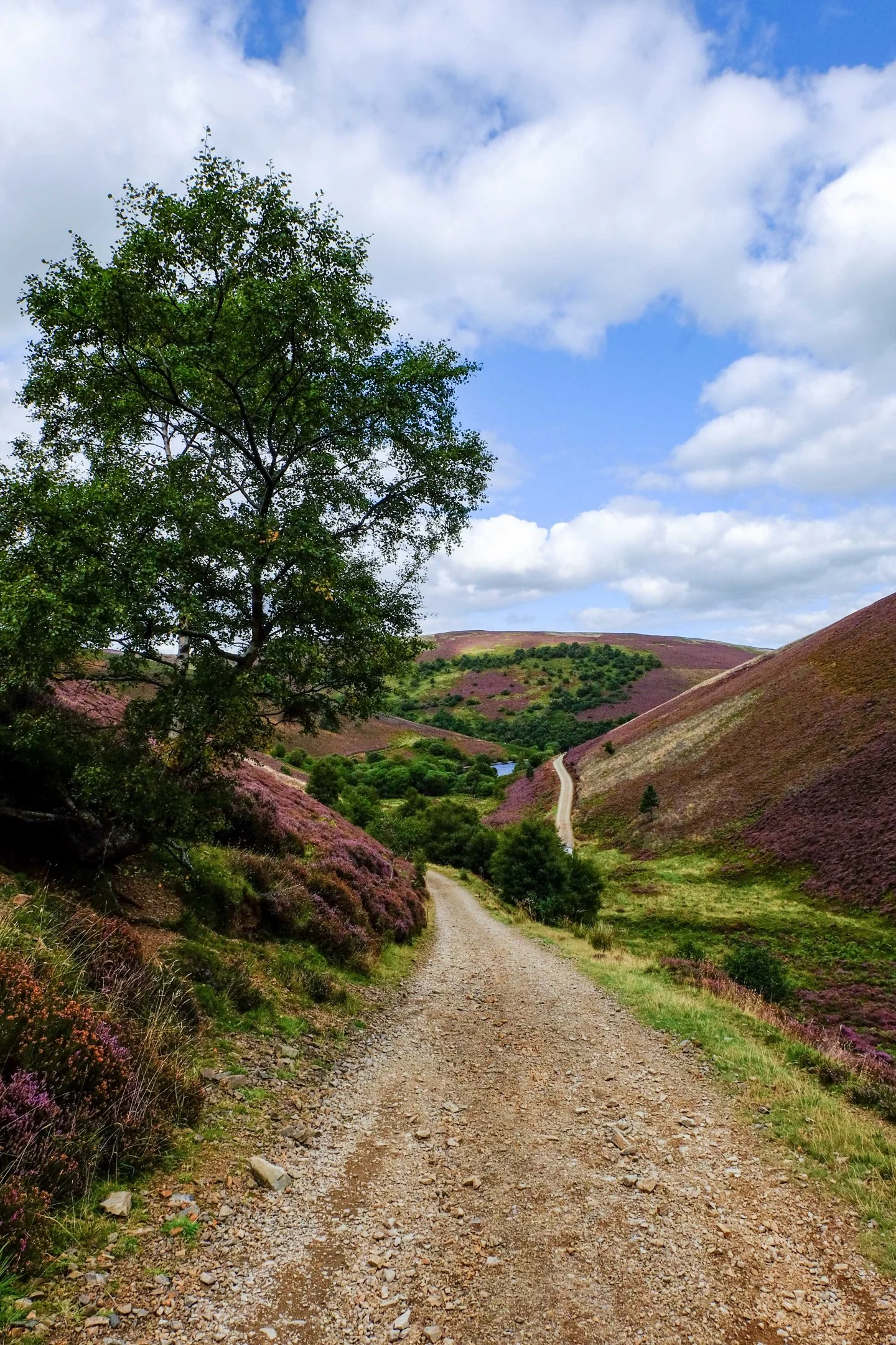 Lammermuir Hills