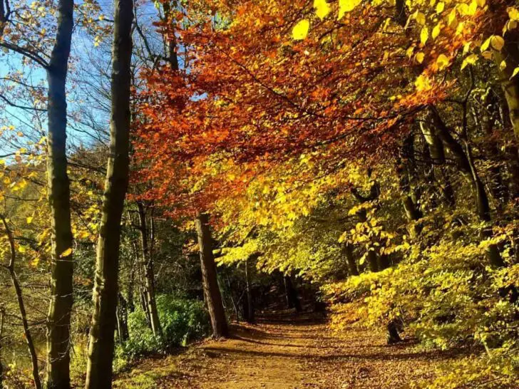 Almondell Country Park