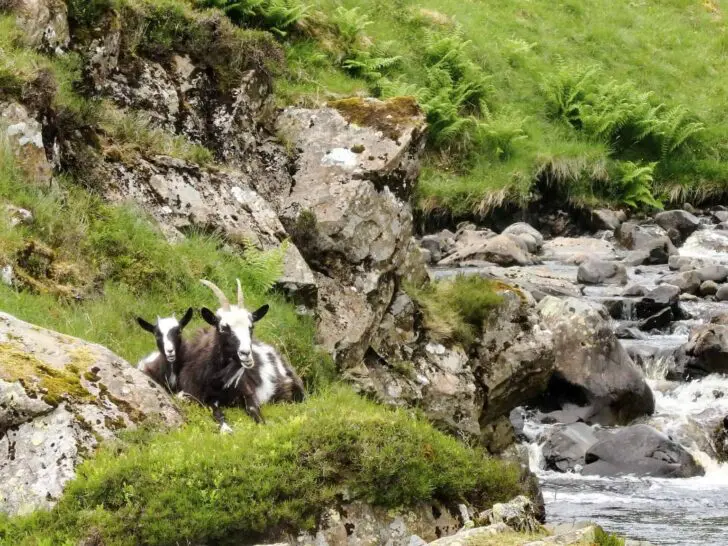 Goats, Grey Mare’s Tail & Loch Skeen