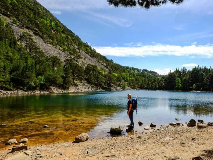 Caledonian Pinewoods: discover our Scots Pines with Noble Isle [AD] 