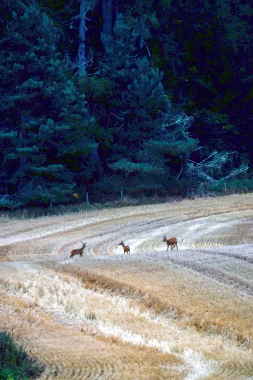 Greedy deer at Lochinshelloch Cottage, the Cawdor Estate
