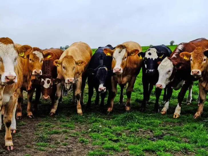 Scotland Grown: my favourite Scottish food producers & farm shops