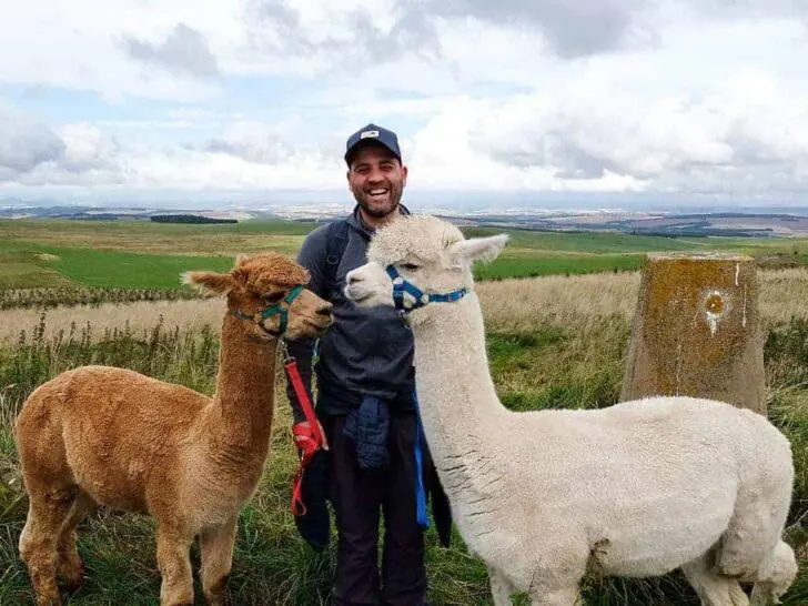 Alpaca trekking in Scotland at Beirhope Farm