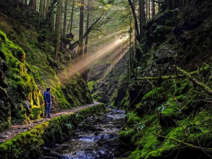 The best forest walks in Scotland