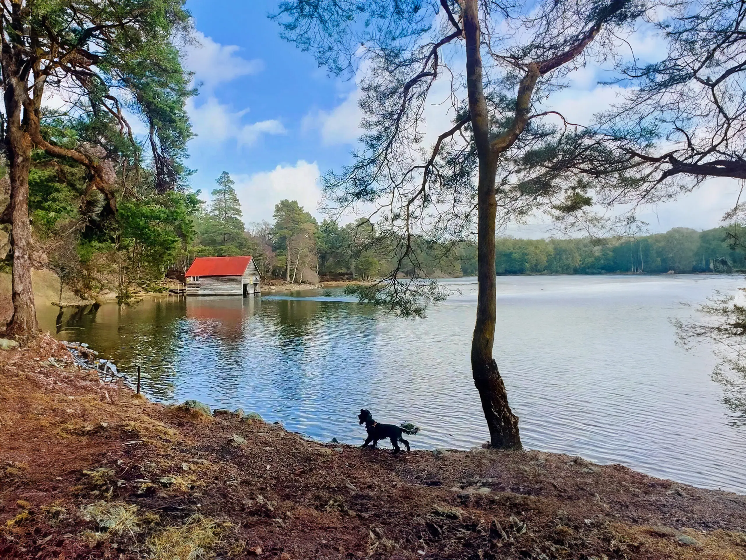 The guide to dog friendly Scotland