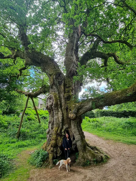 Deep Roots and Tall Tales: visiting Scotland’s oldest trees