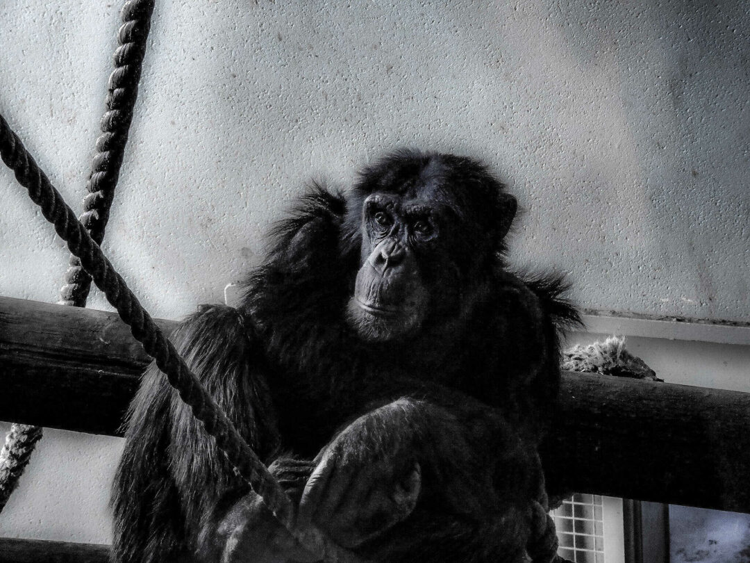 Edinburgh Zoo Portraits