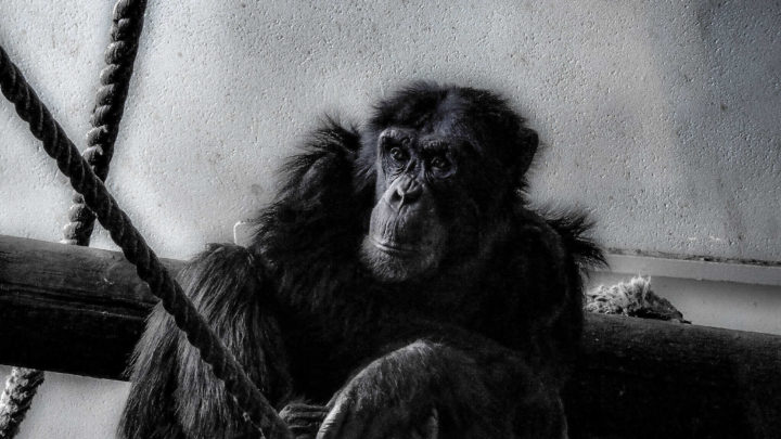 Edinburgh Zoo Portraits