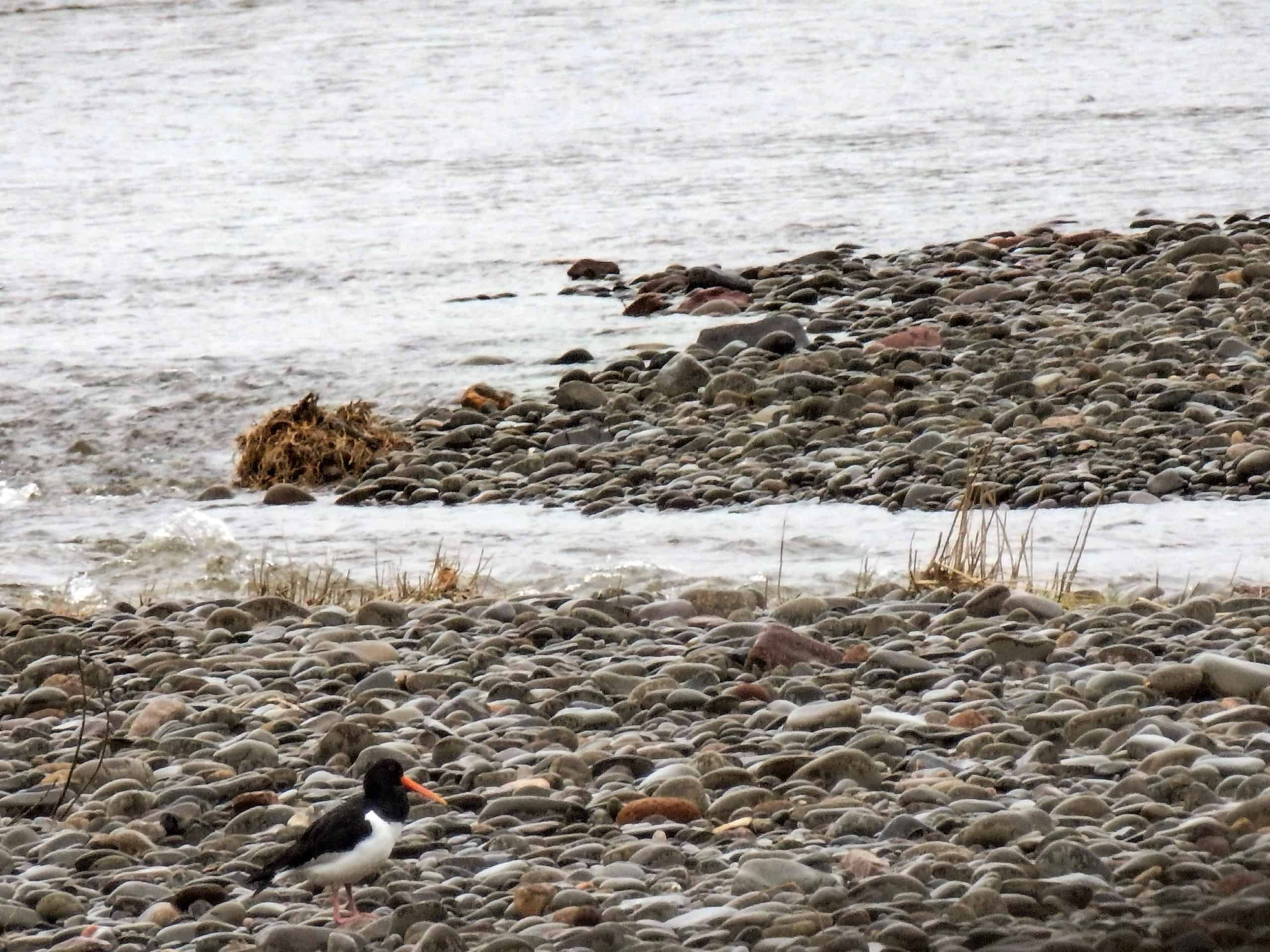 Oyster Catcher Love from Scotland