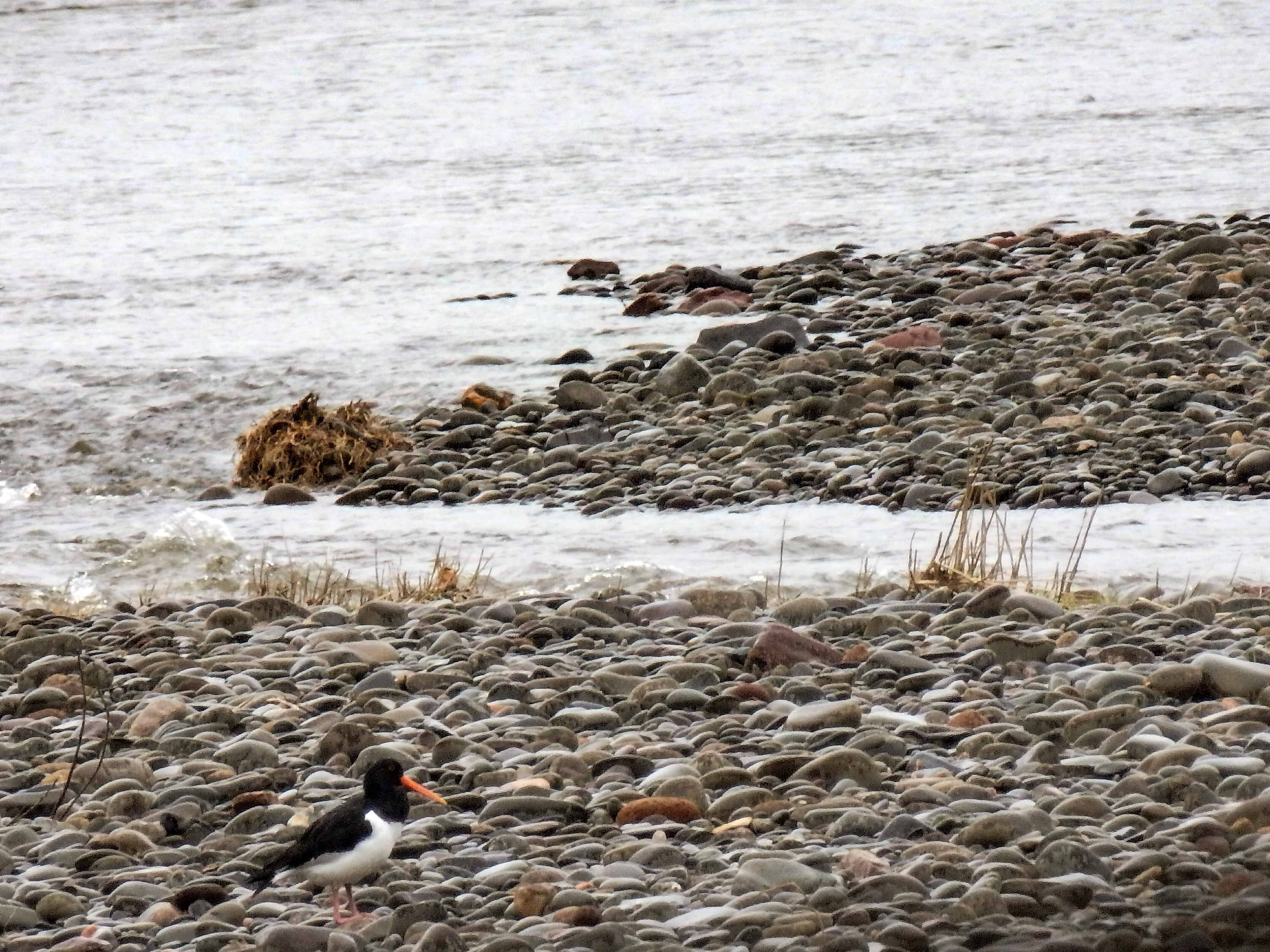Oyster Catcher Love, from Scotland