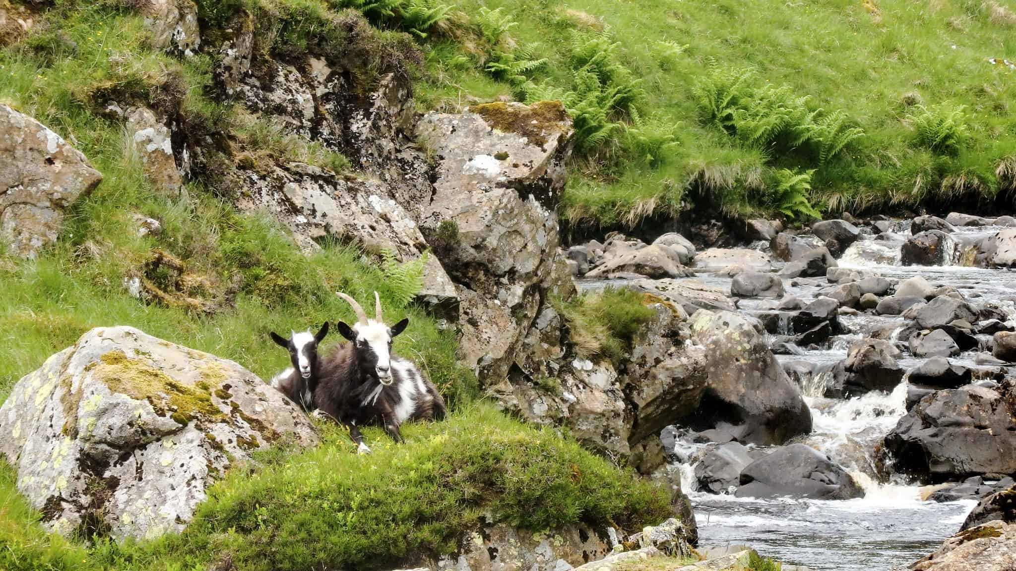 Goats, Grey Mare’s Tail & Loch Skeen