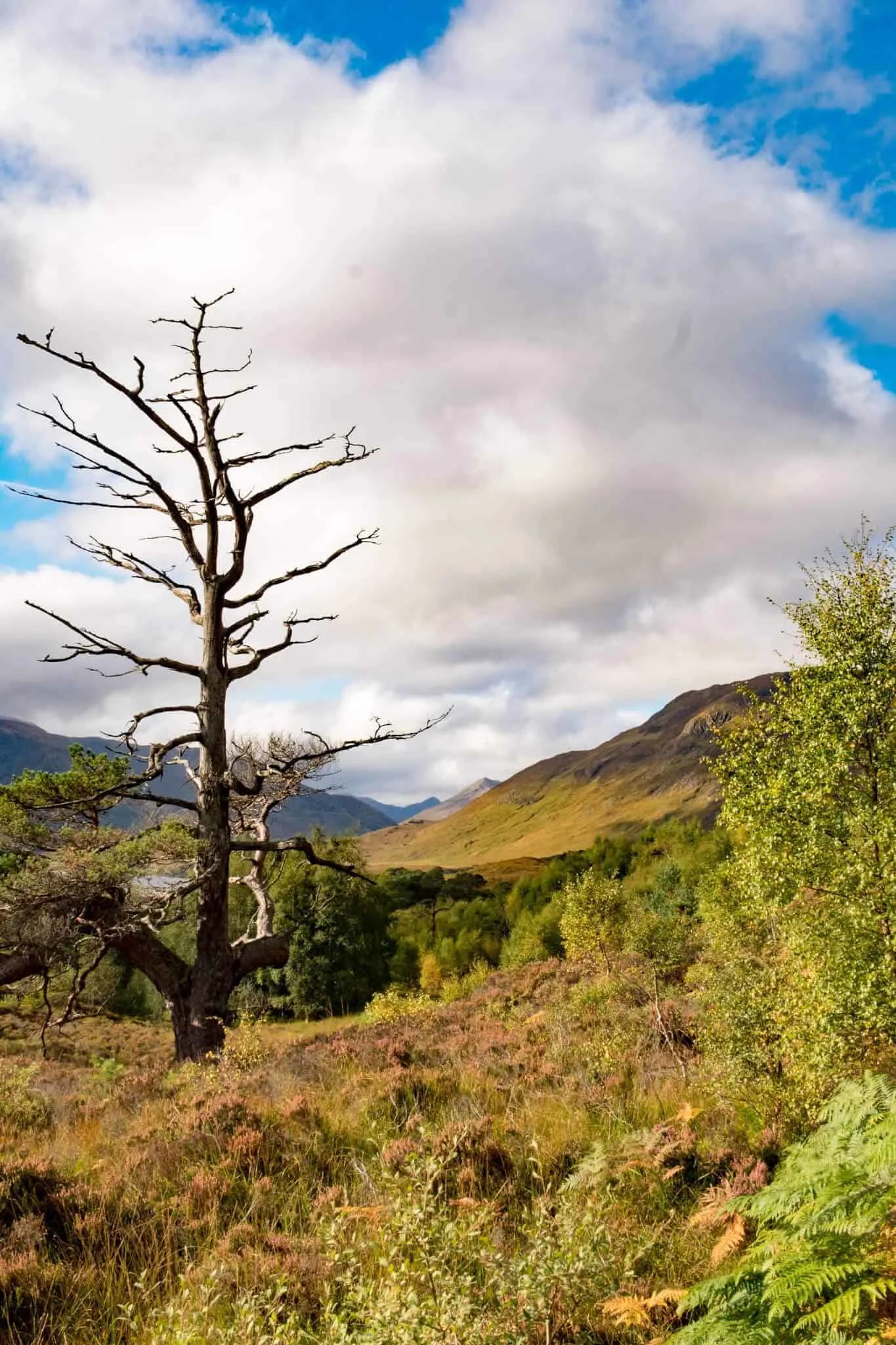 Glen Affric