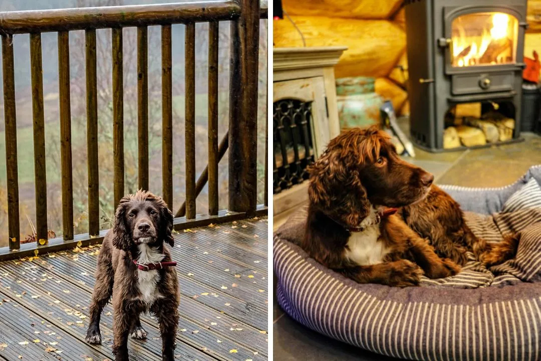 Dog friendly log cabins in Scotland 