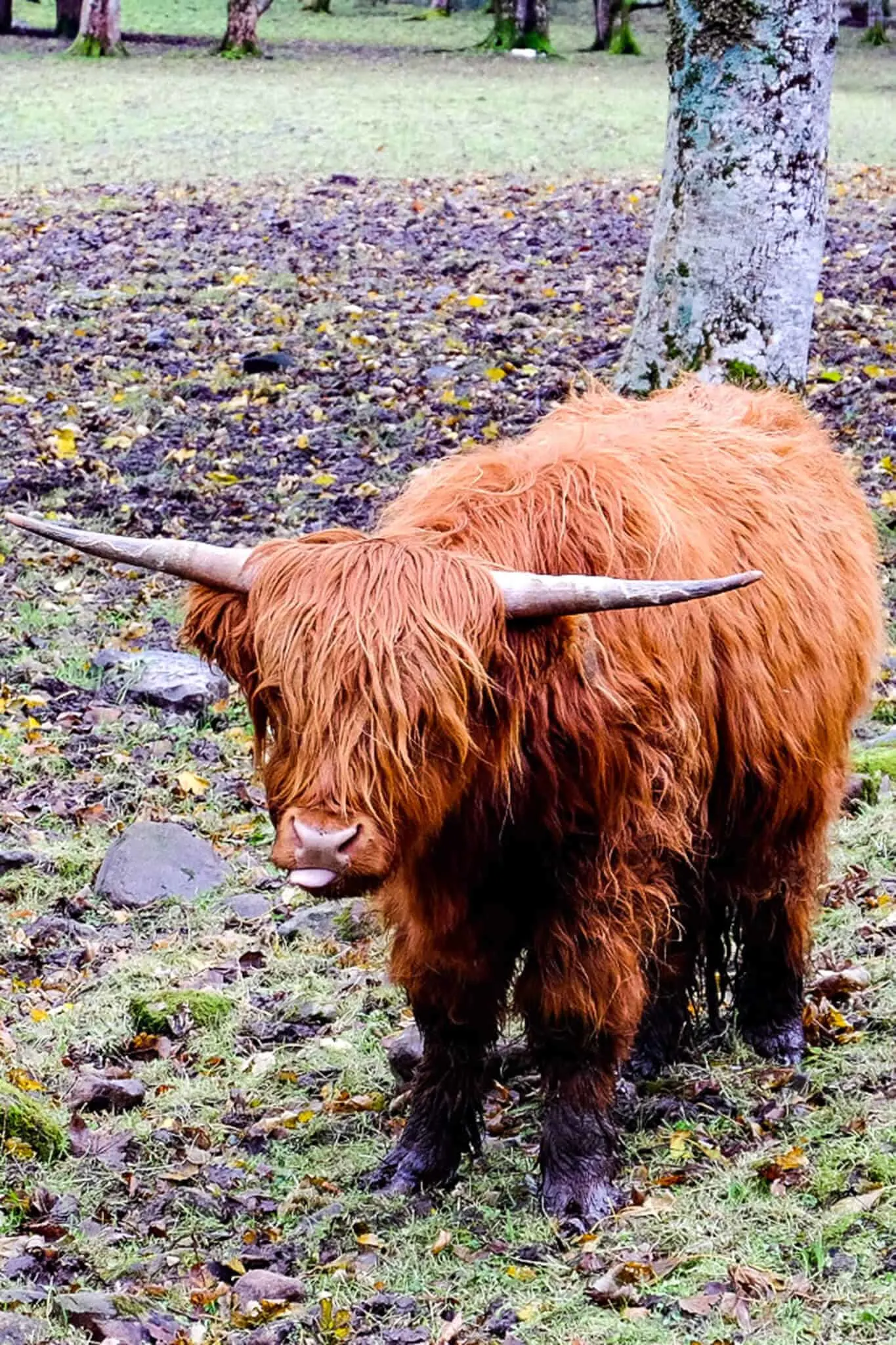 Highland Coo Torridon Hotel Scotland