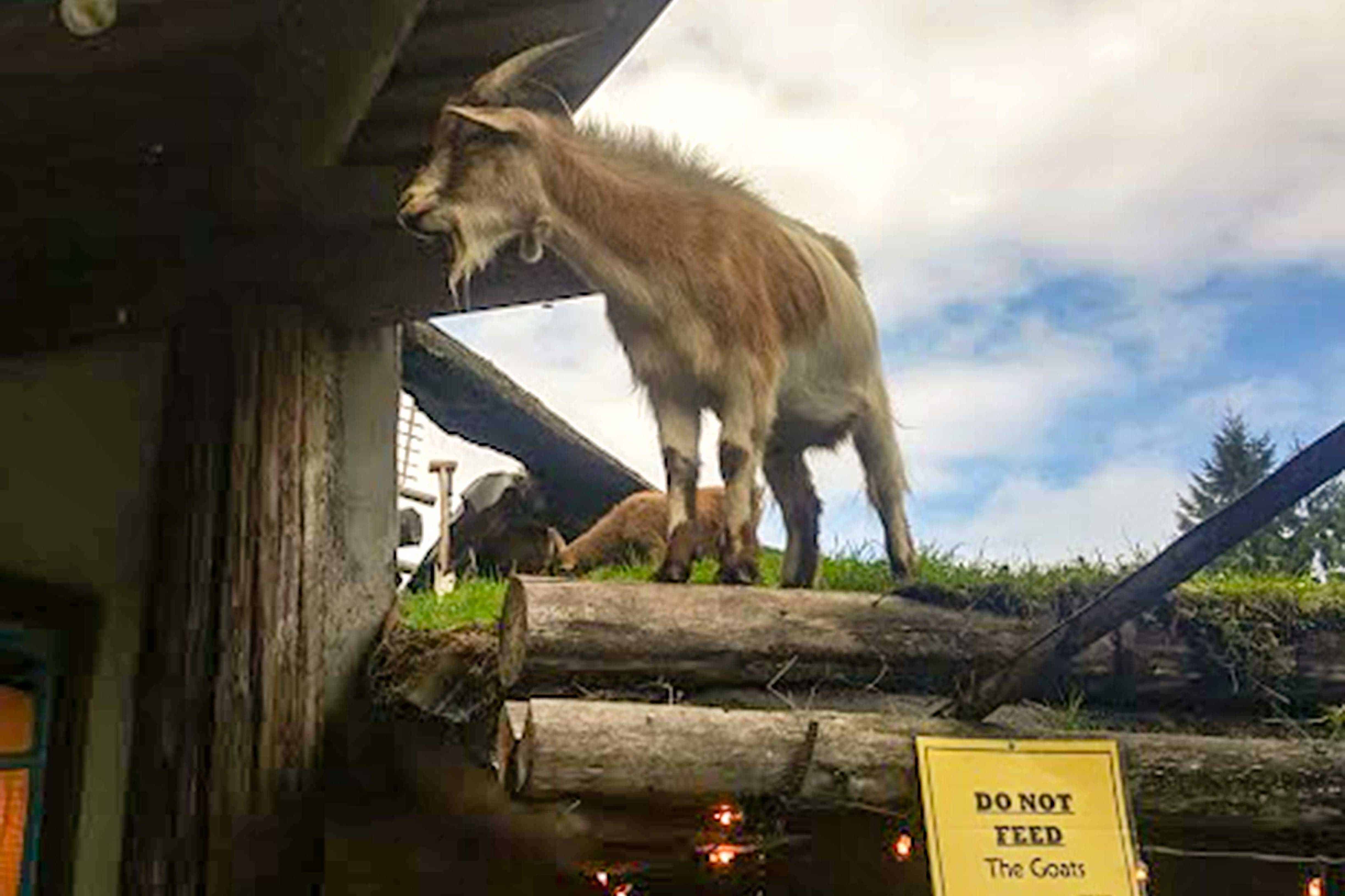 The Goat Coaster At Goats On The Roof - 7abtjxd