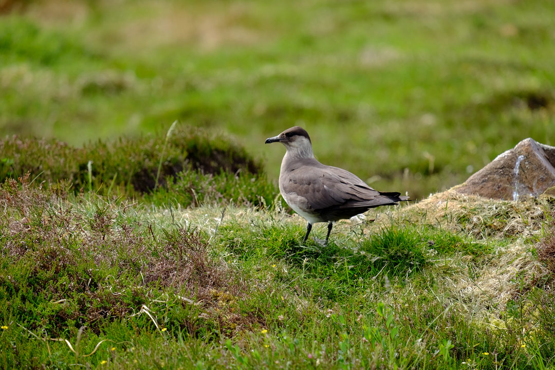 Handa Island Arctic Skua