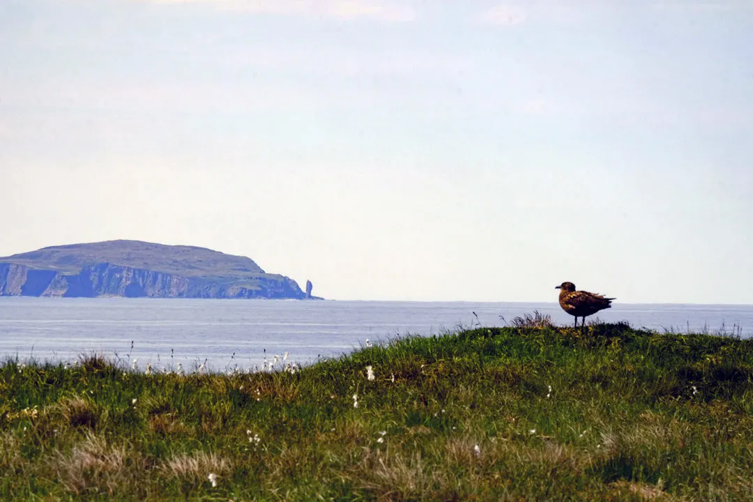 Handa Island - Great Skua Bonxie