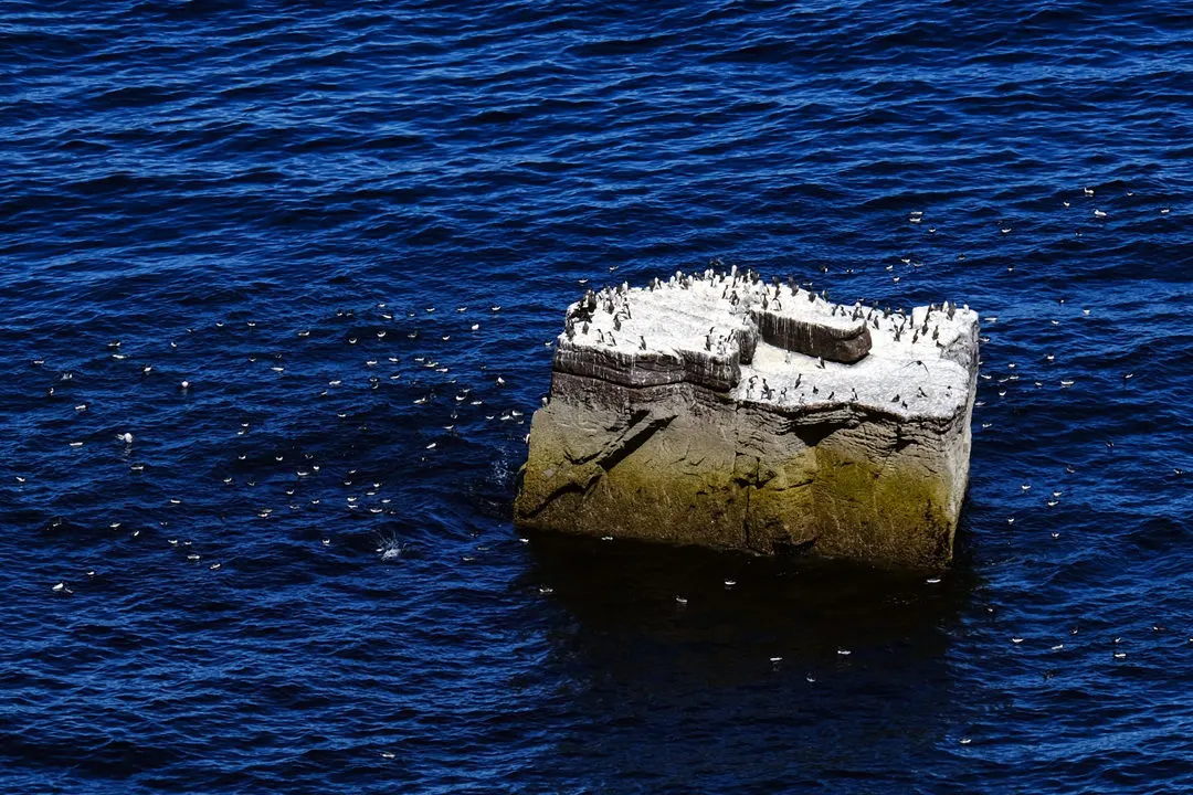 Seabirds Handa Island