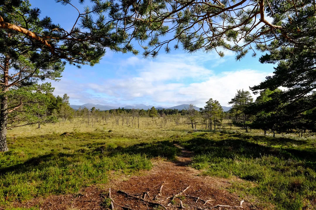 Lazy Duck Cairngorms