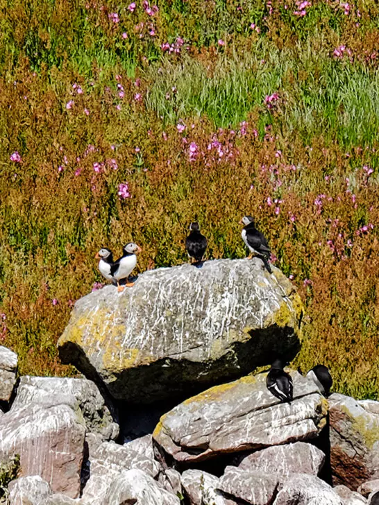 Where to see puffins in Scotland – 10 of the best colonies to visit