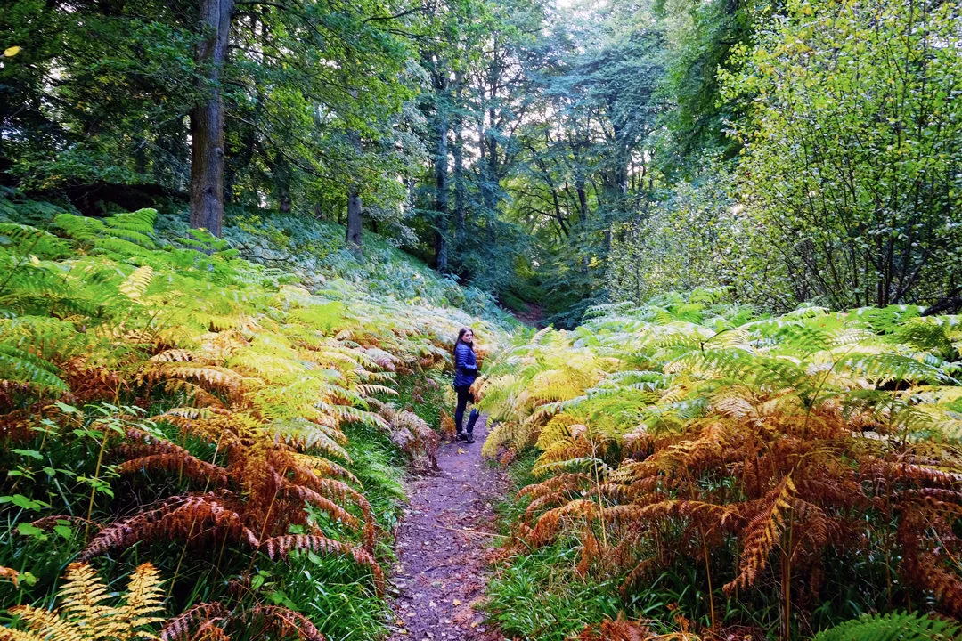 Cawdor Big Wood in Autumn