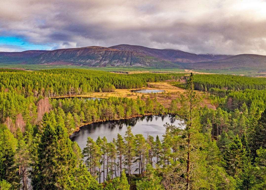 Scots Pines in the Cairngorms