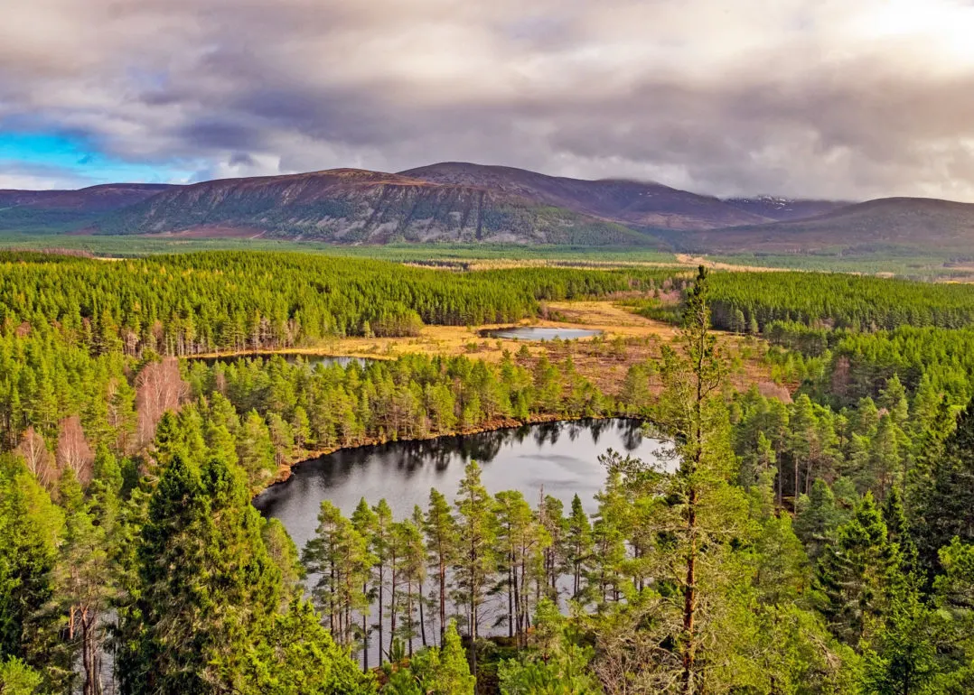 Scots Pines in the Cairngorms