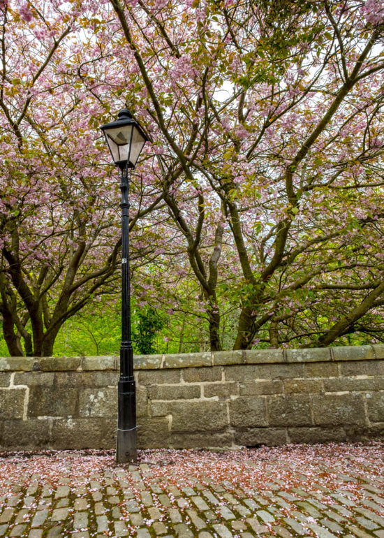 Cherry Blossom in Aberdeen