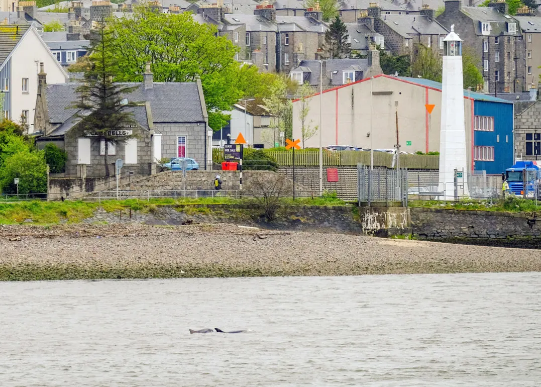 Dolphins Things to do in Aberdeen