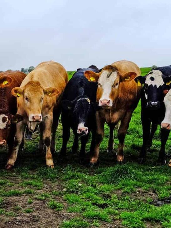 Scotland Grown: my favourite Scottish food producers & farm shops