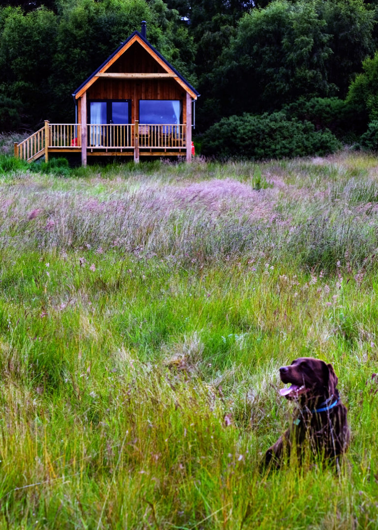 Dog friendly in Scotland Love, from Scotland