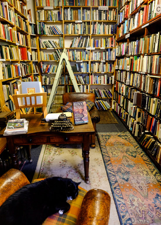 Wigtown Bookshop Cat