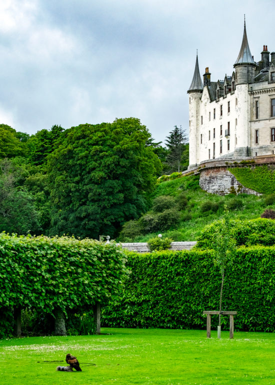 Falconry Dunrobin Castle
