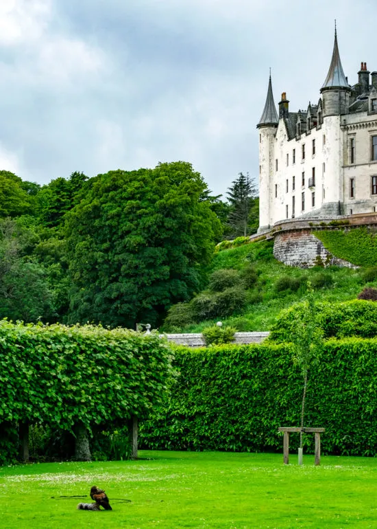 Falconry Dunrobin Castle