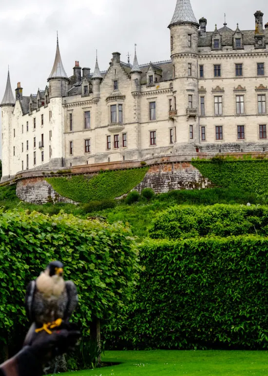 Falconry Dunrobin Castle Golspie