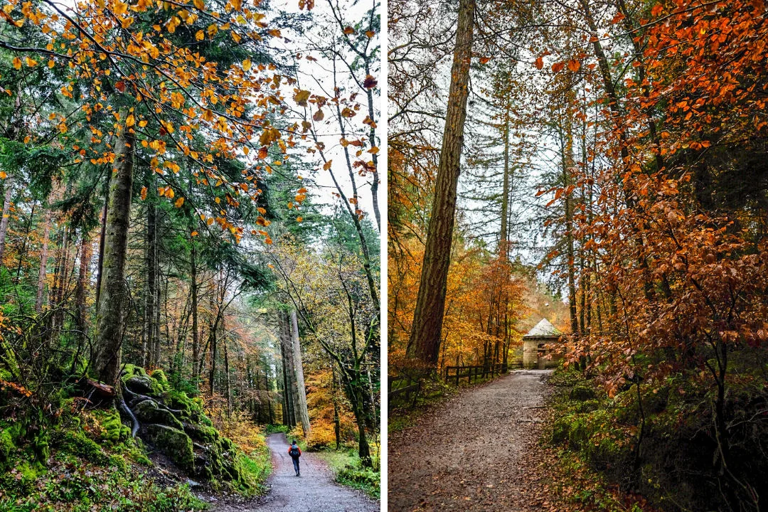 Forest and woodland walks in Scotland