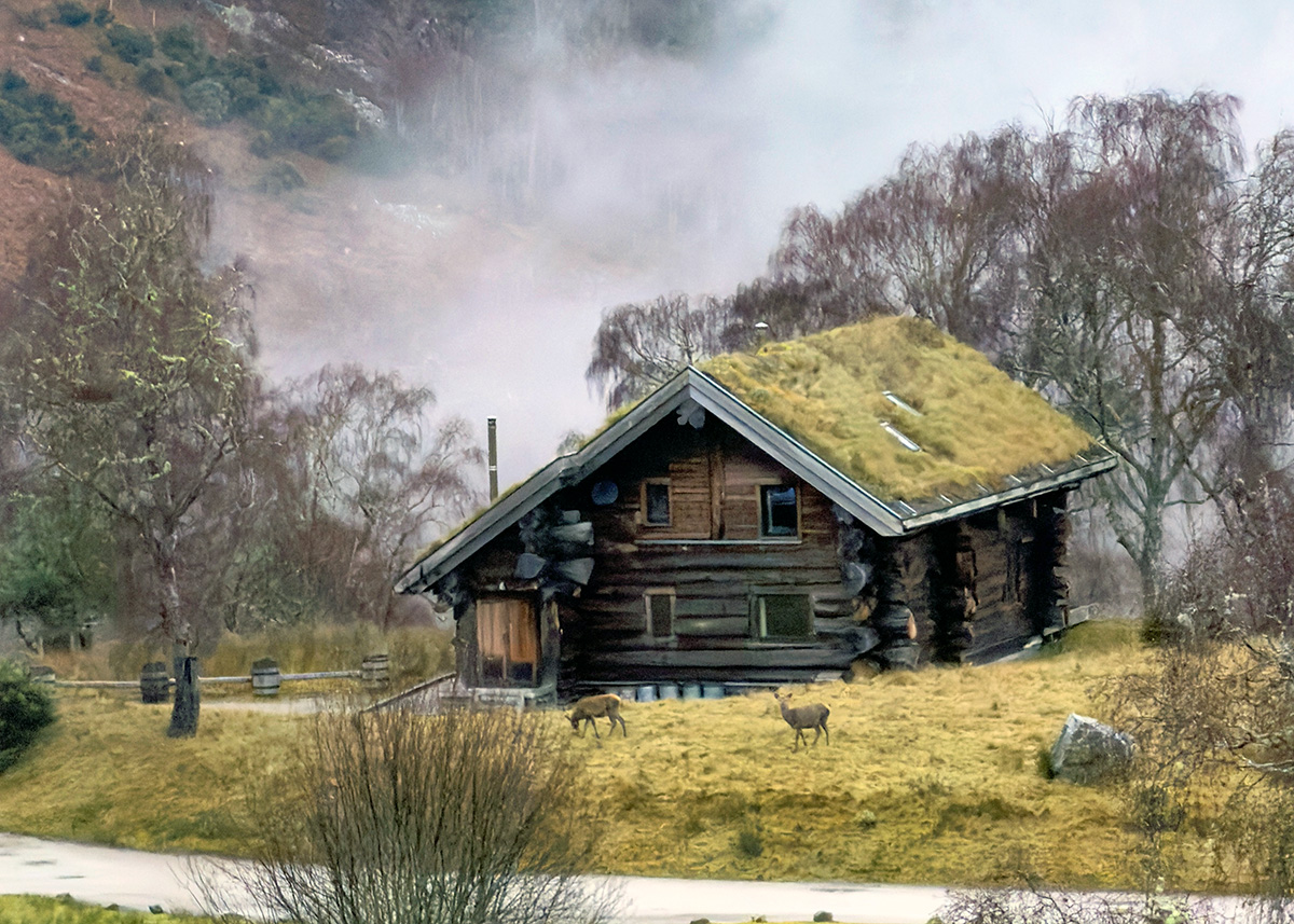 Red deer at Eagle Brae
