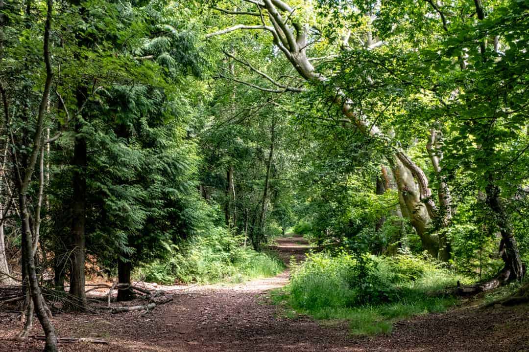 West Fife Woodlands Way