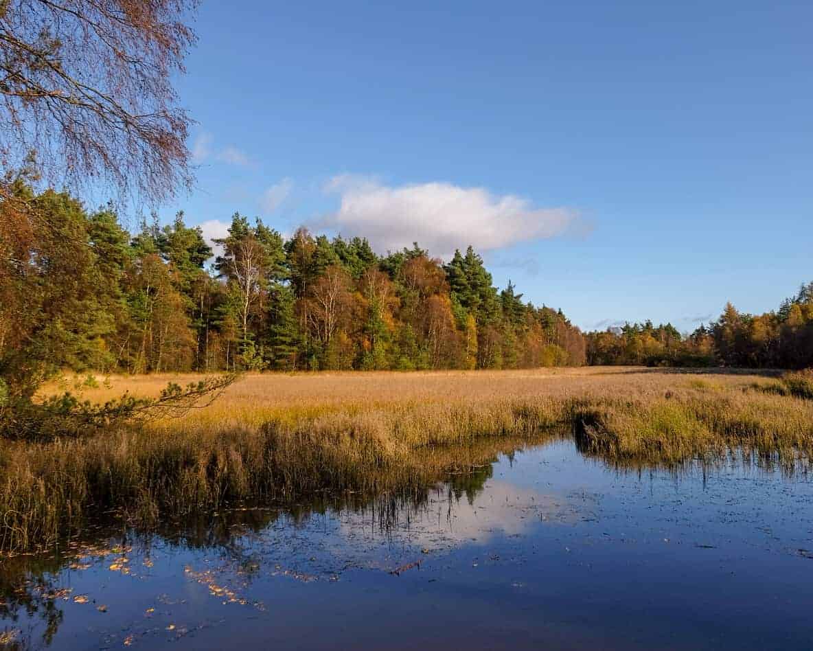 Woodland walks in Scotland