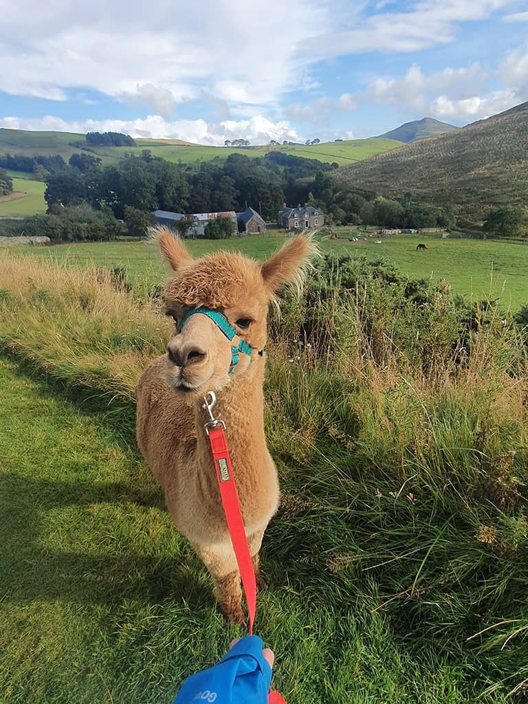 Alpaca trekking Scotland